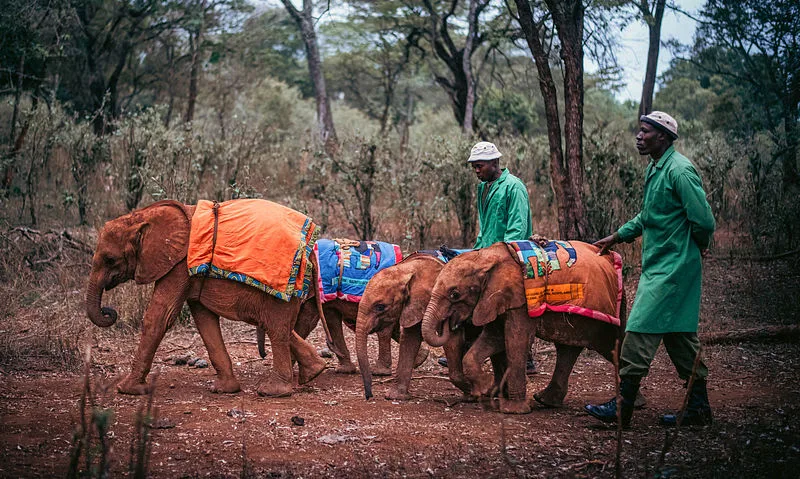 David Sheldrick Wildlife Trust cover