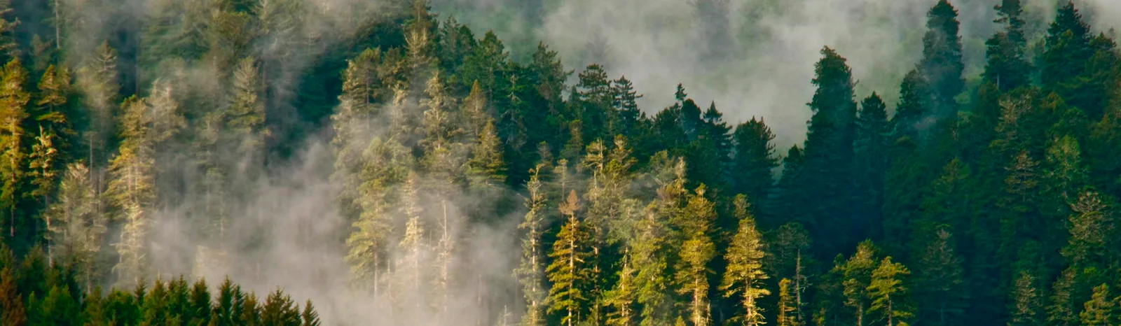 Redwood National and State Parks cover