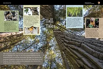 Tall Tale
