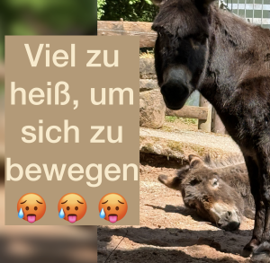 Kaiserslautern Zoo cover