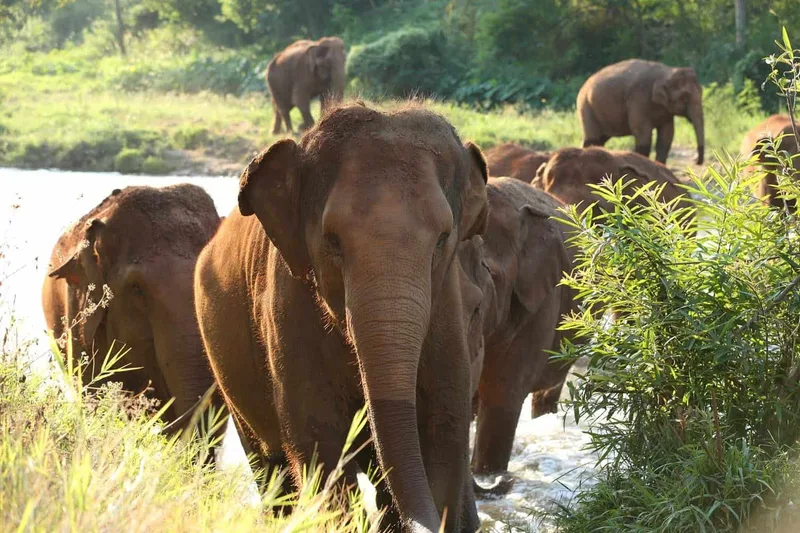 Elephant Nature Park cover