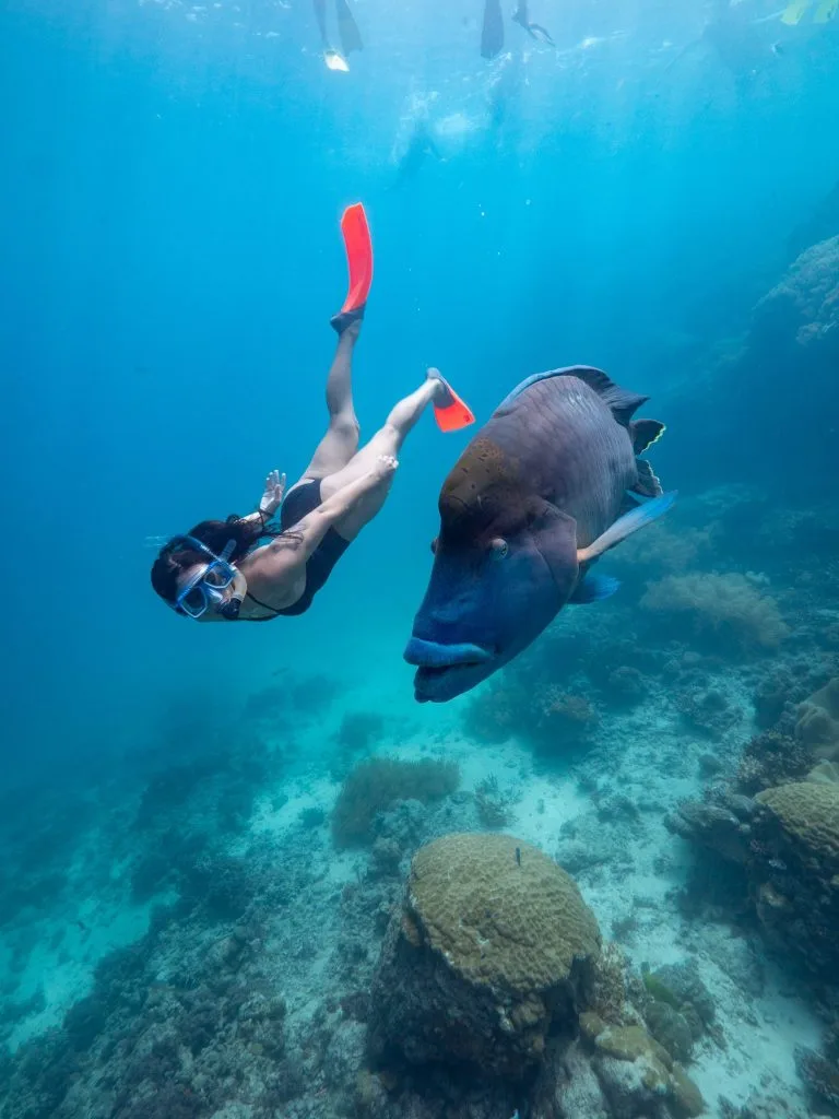 Great Barrier Reef Snorkeling cover