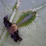 Tortoise Beetle cover