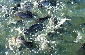 Barramundi Farm (Australia)