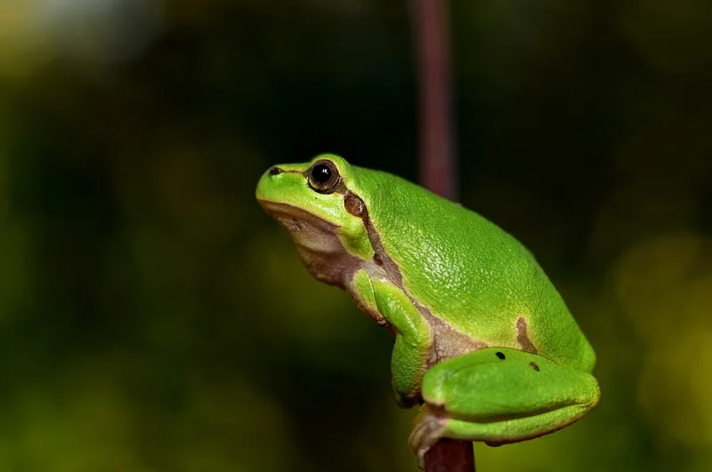 Eat That Frog! by Brian Tracy cover