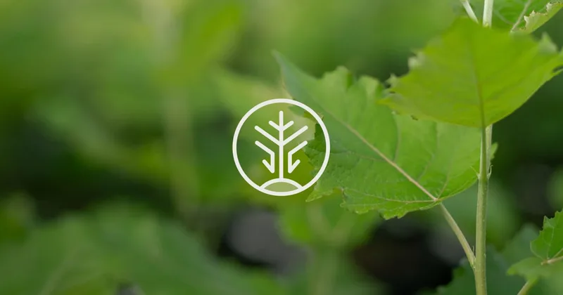 Living Carbon cover