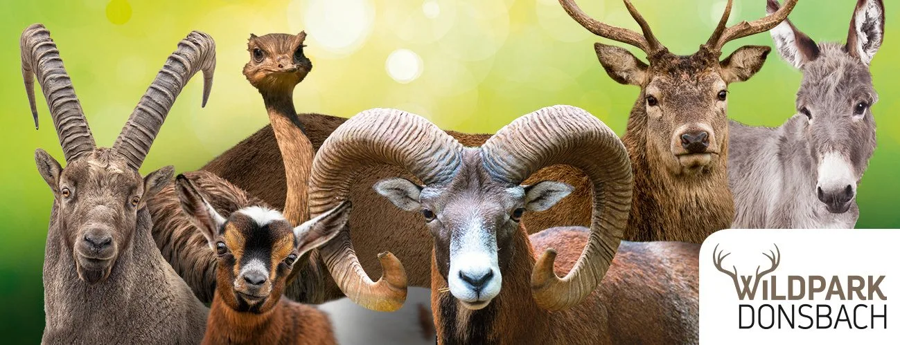 Wildpark Donsbach cover